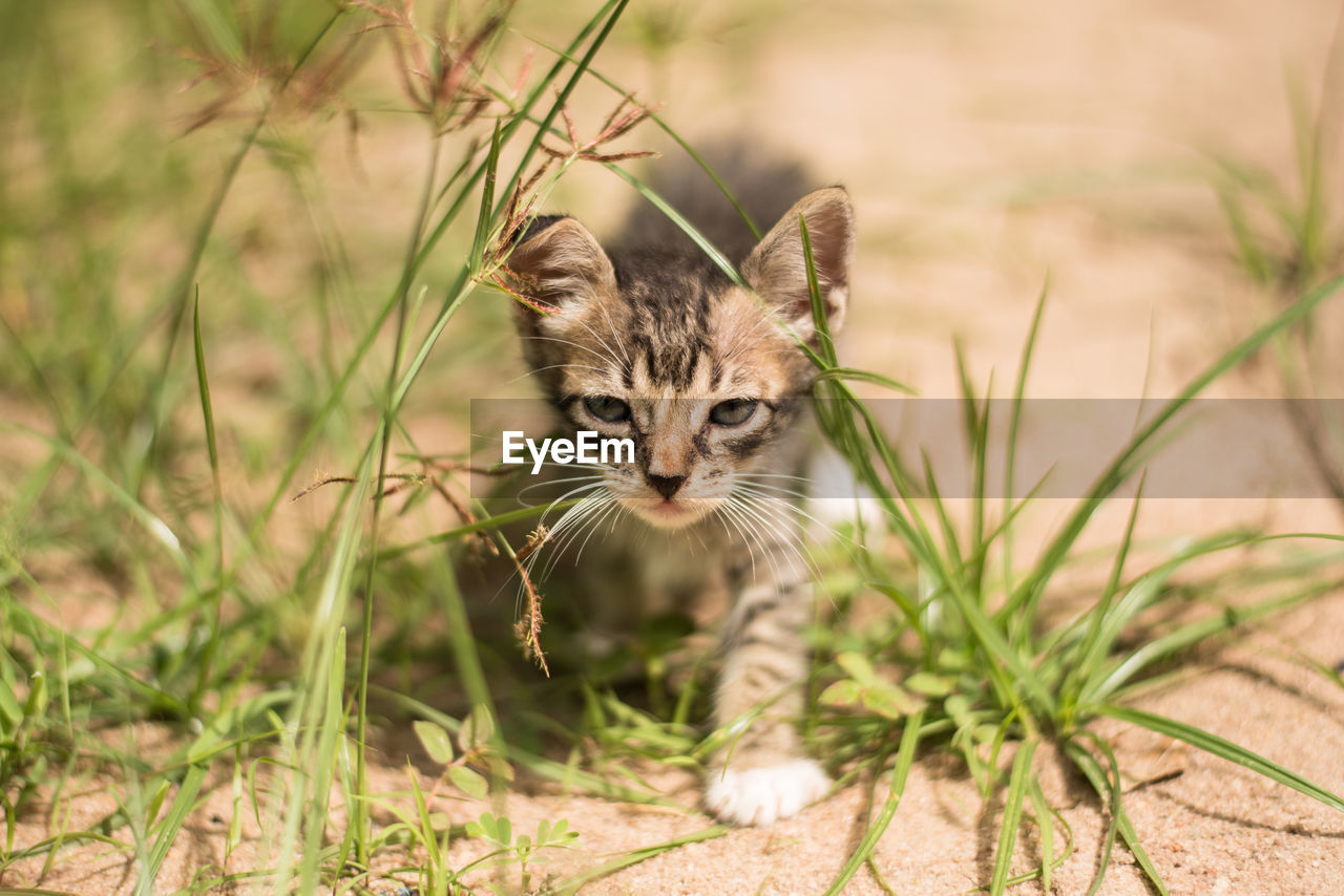 PORTRAIT OF TABBY KITTEN IN A SUNLIGHT