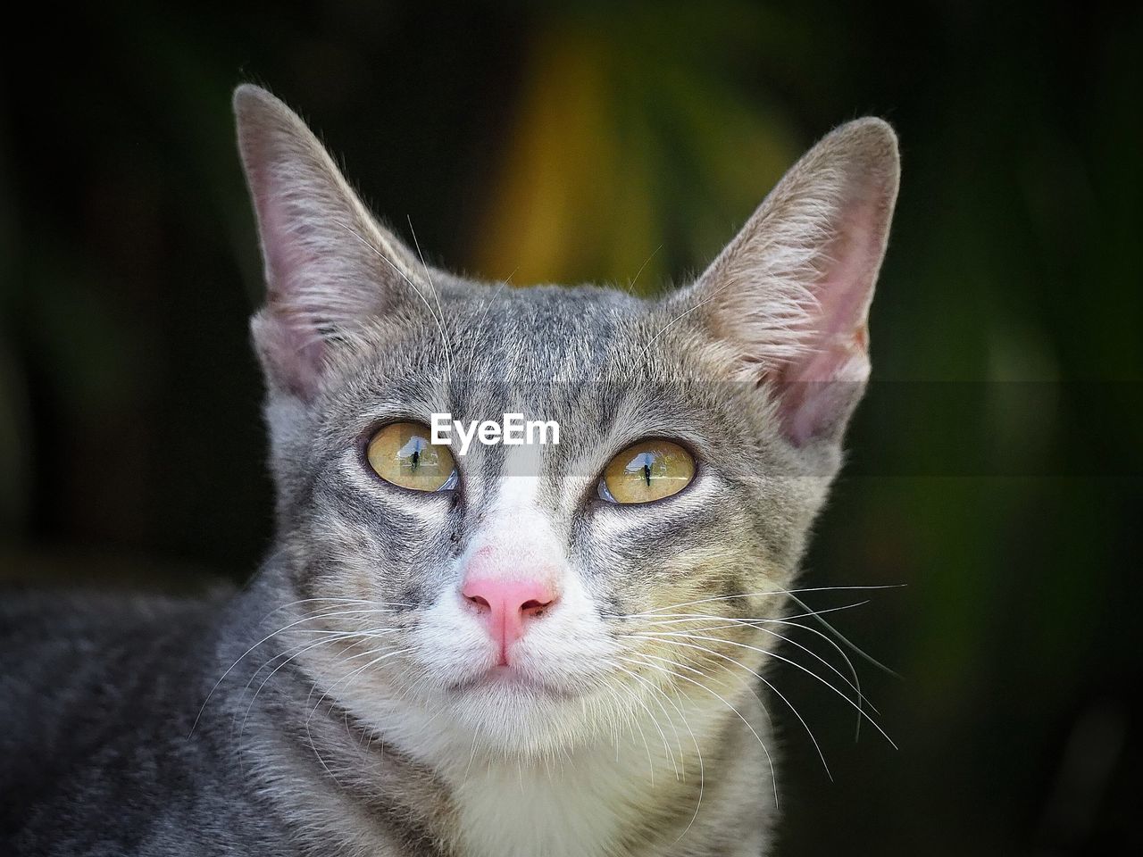 CLOSE-UP PORTRAIT OF A CAT