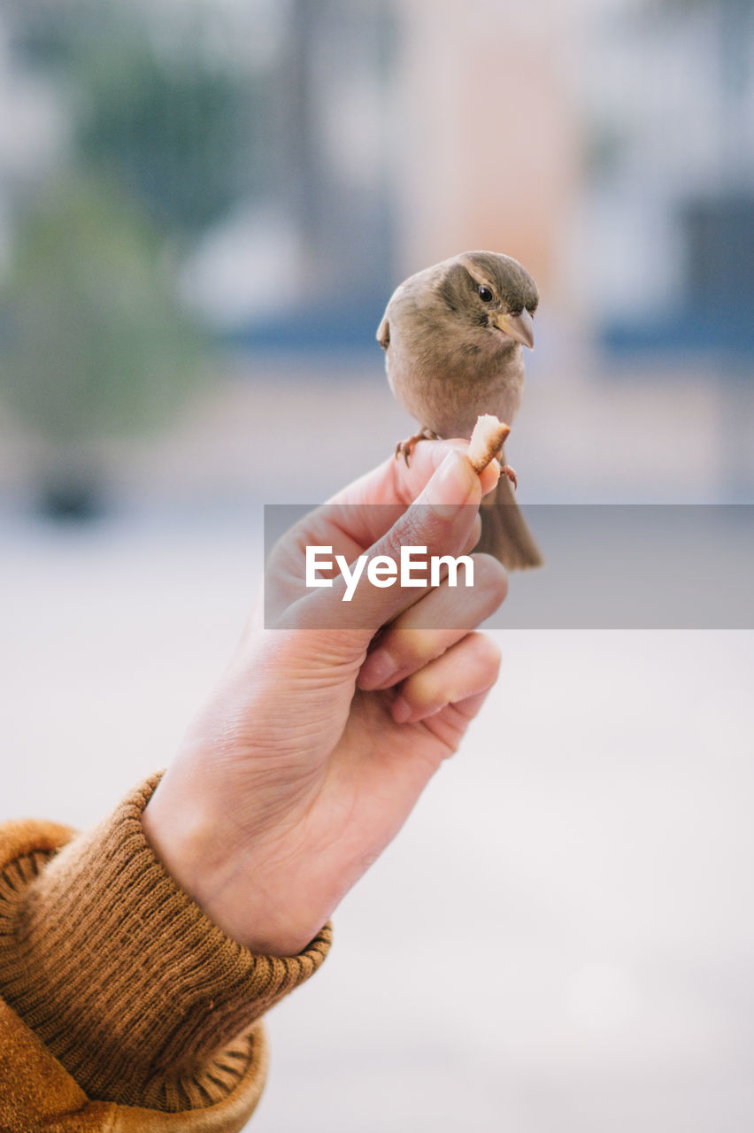 CLOSE-UP OF HAND HOLDING BIRD PERCHING ON FINGER
