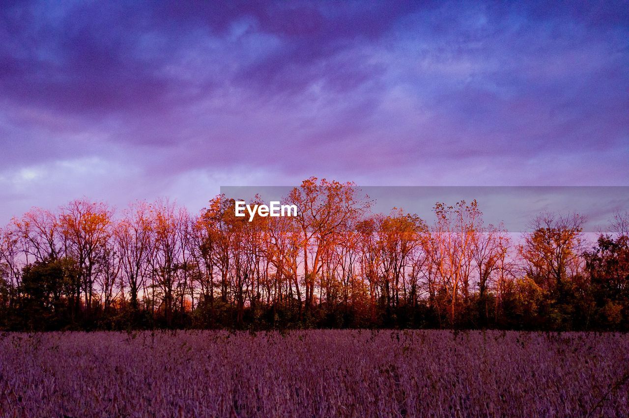 SCENIC VIEW OF TREES ON FIELD AGAINST SKY