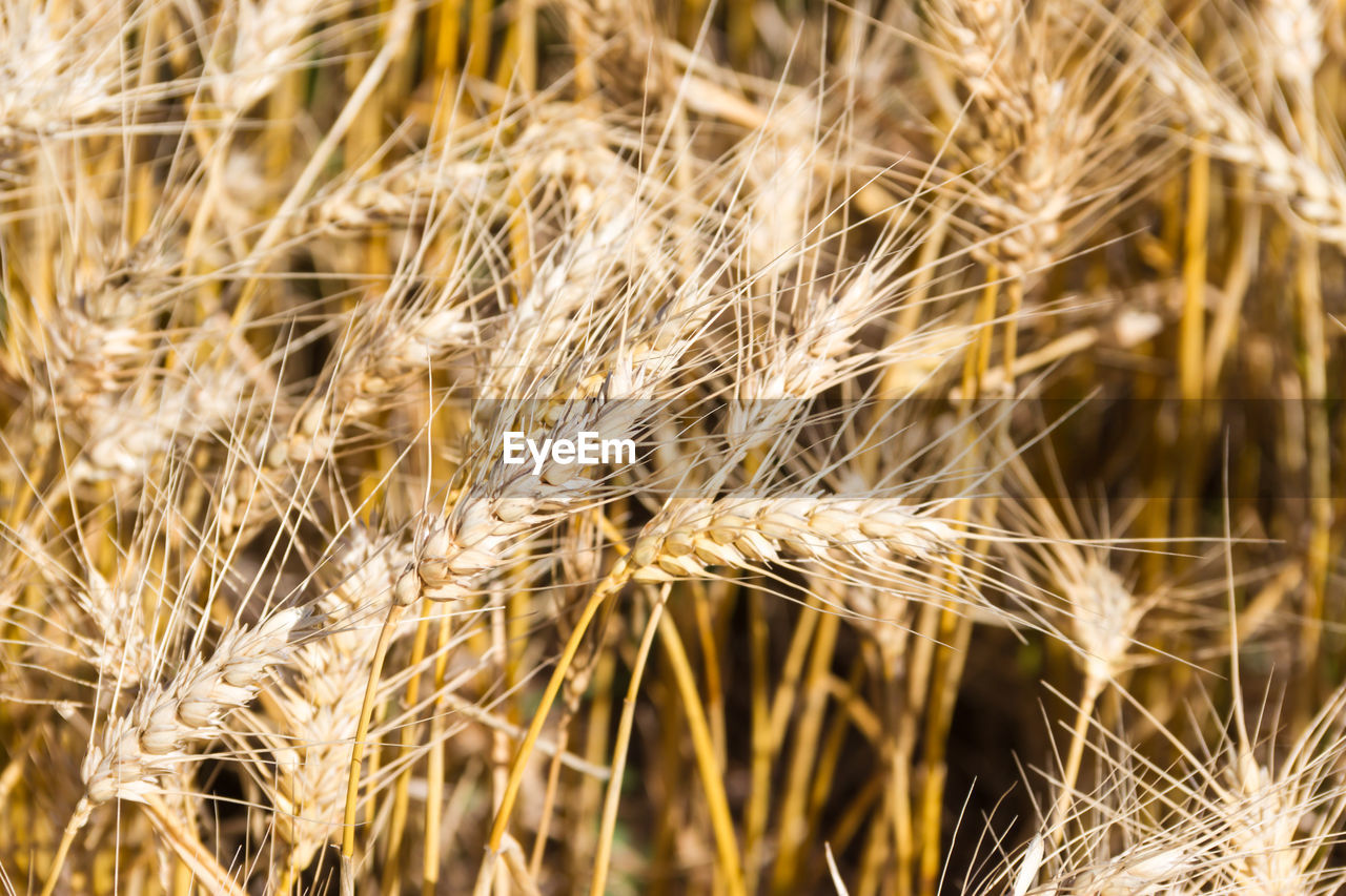 CLOSE-UP OF WHEAT CROP