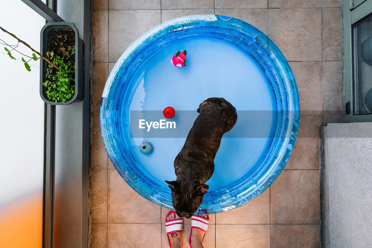 Directly above view of a french bulldog dog in inflatable pool in balcony at home