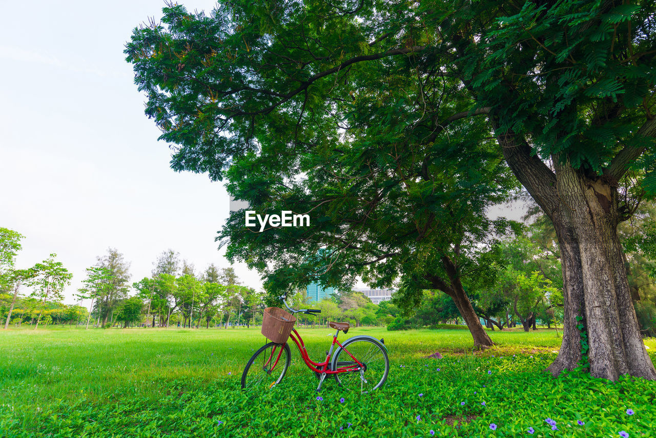 MAN RIDING BICYCLE IN PARK