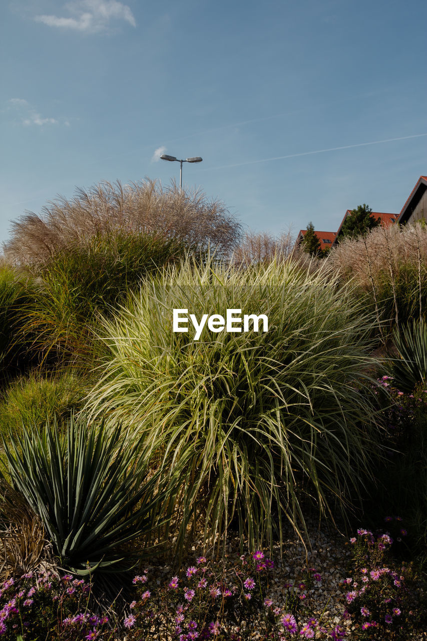 Plants and trees against sky