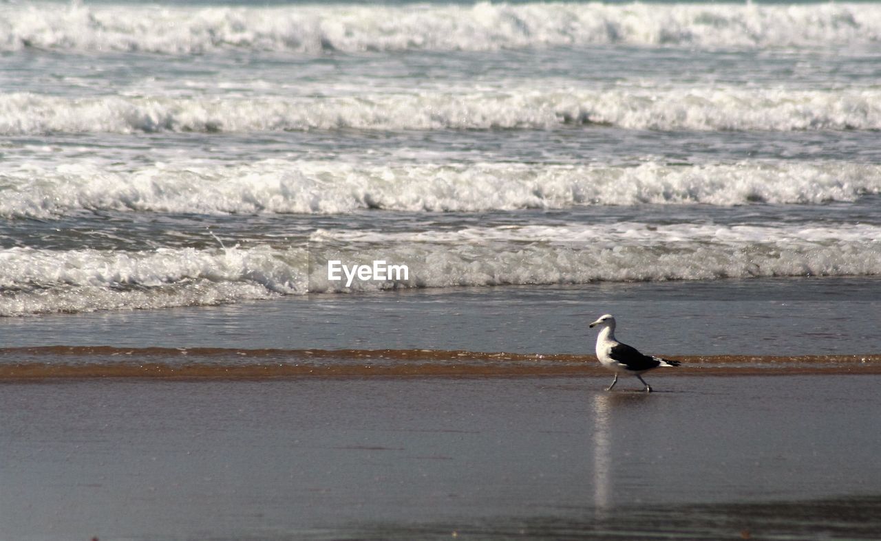 Seagull on sea shore