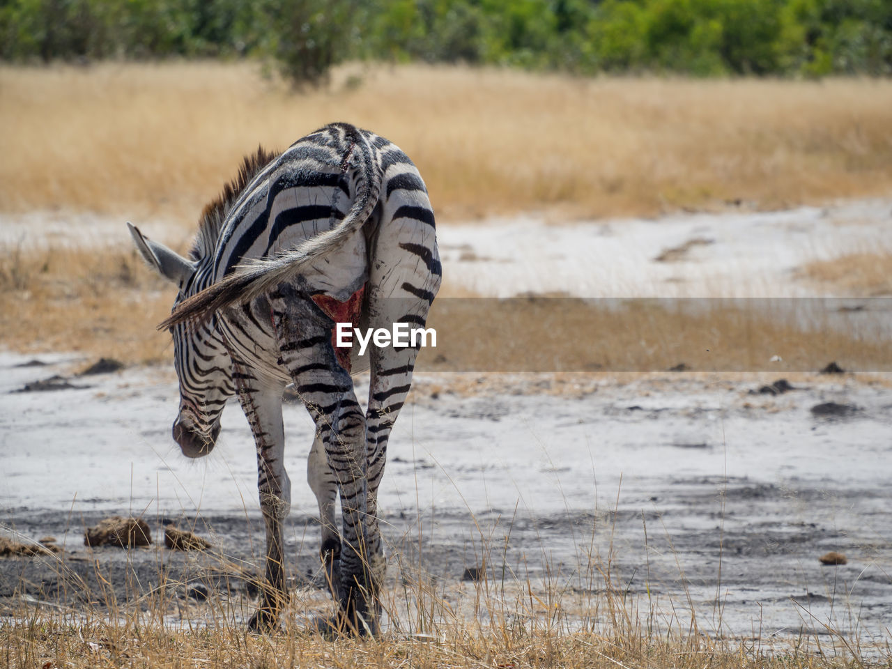 Injured zebra walking in savannah, moremi game reserve, botswana, africa