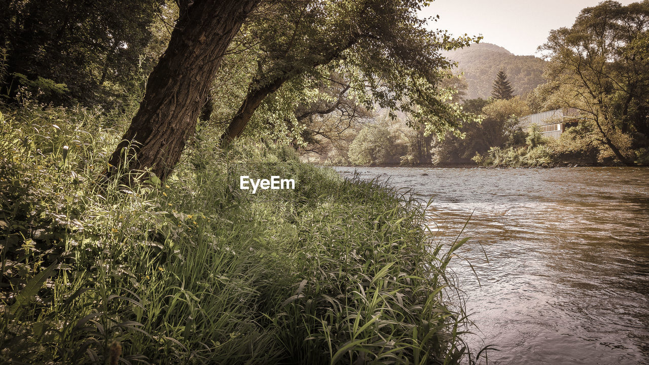 VIEW OF RIVER AMIDST TREES