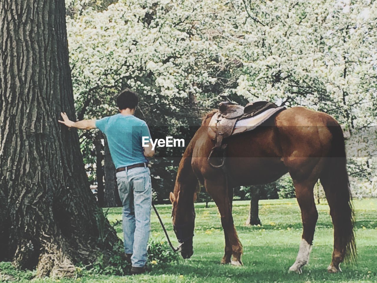 VIEW OF HORSE ON FIELD