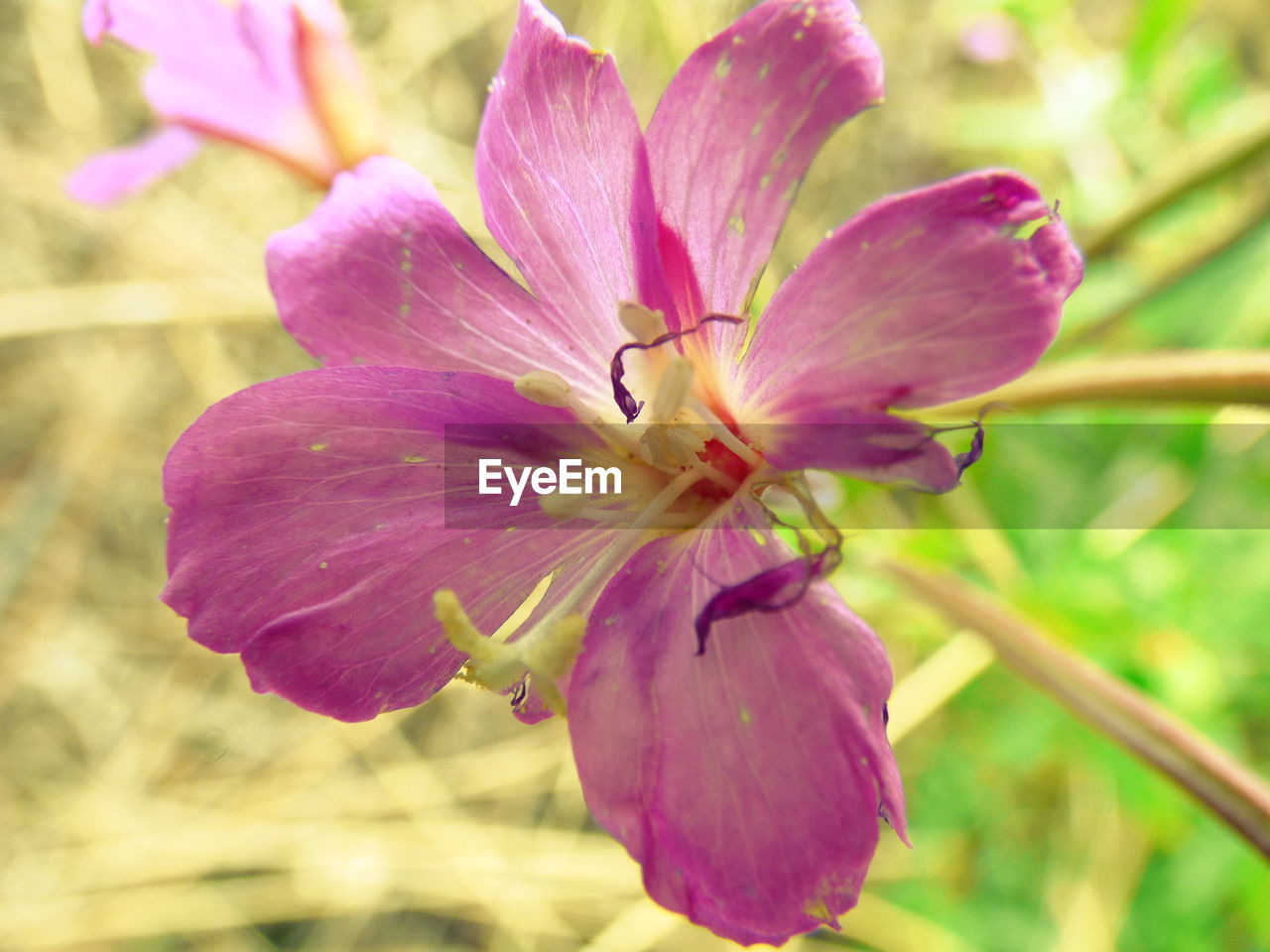 CLOSE-UP OF PINK FLOWER