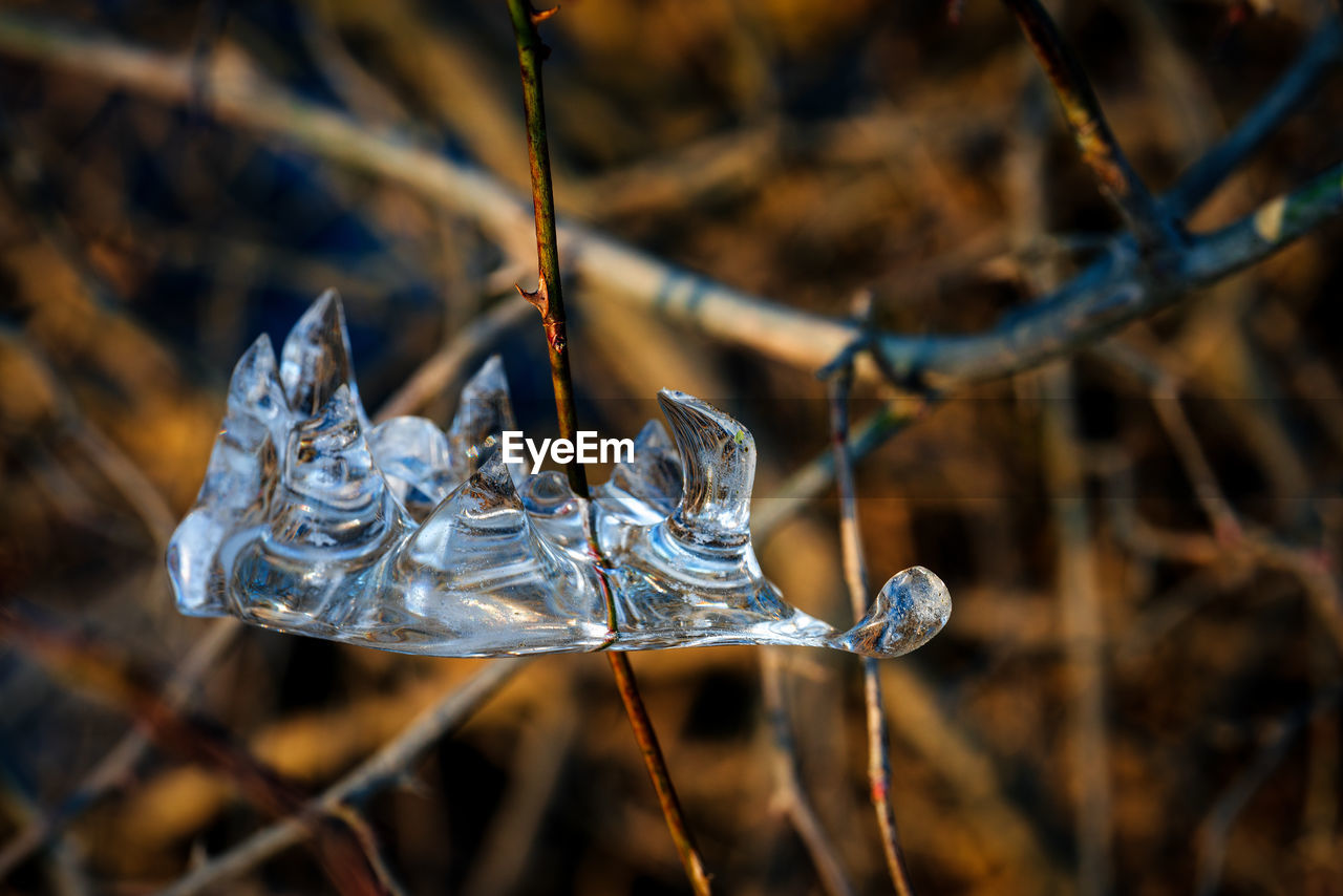 CLOSE-UP OF FROZEN PLANTS