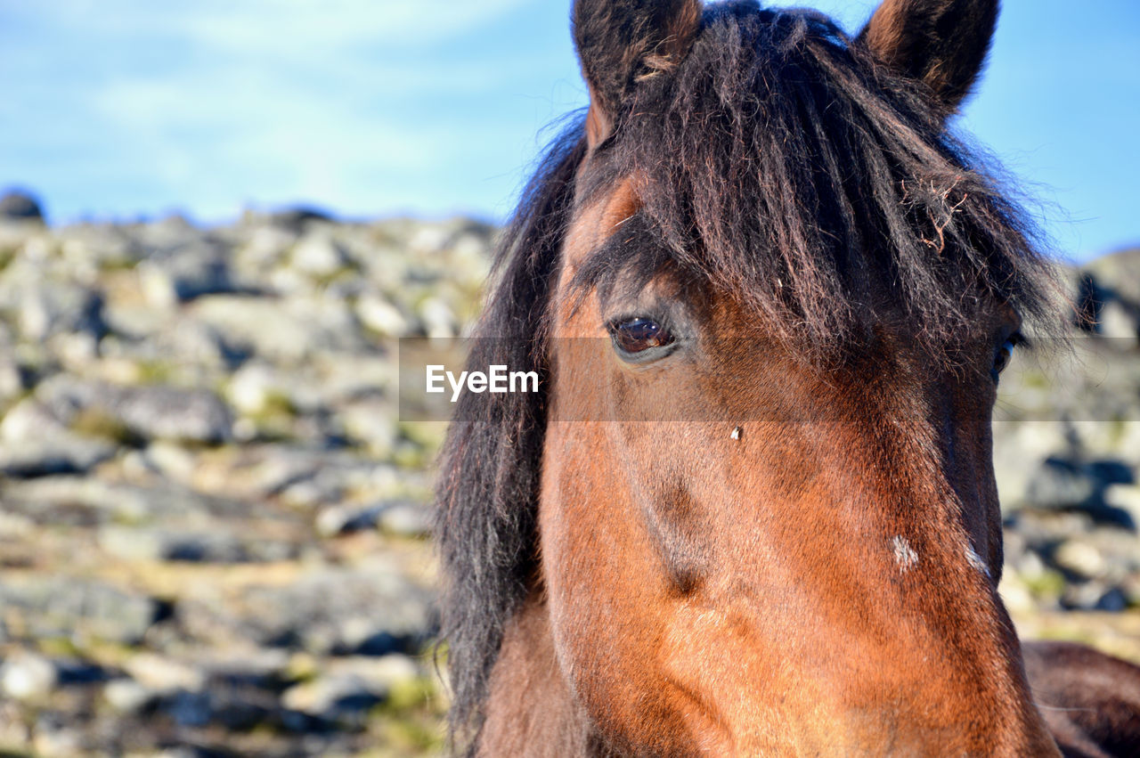 CLOSE-UP OF A HORSE