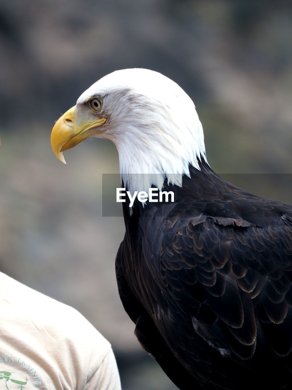 Close-up of bald eagle