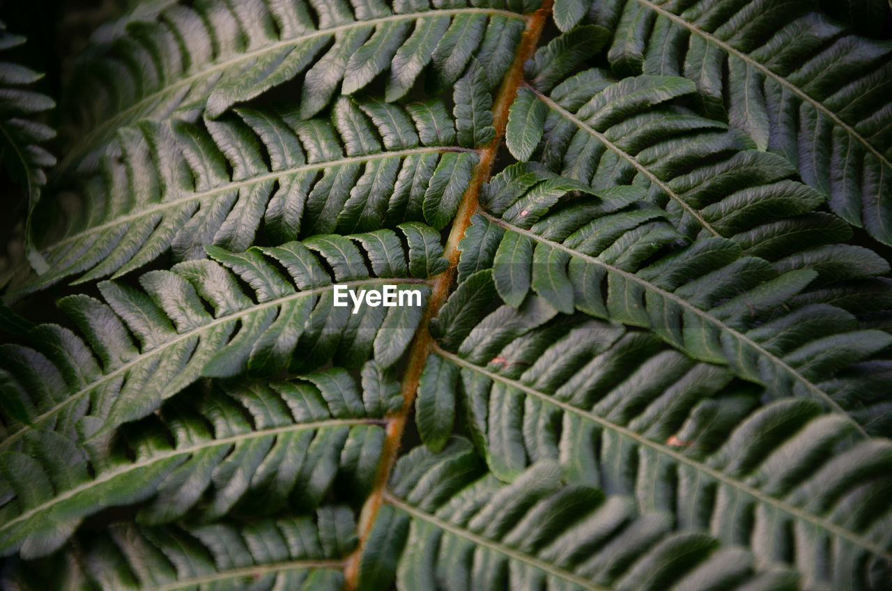 Full frame shot of succulent plant leaves