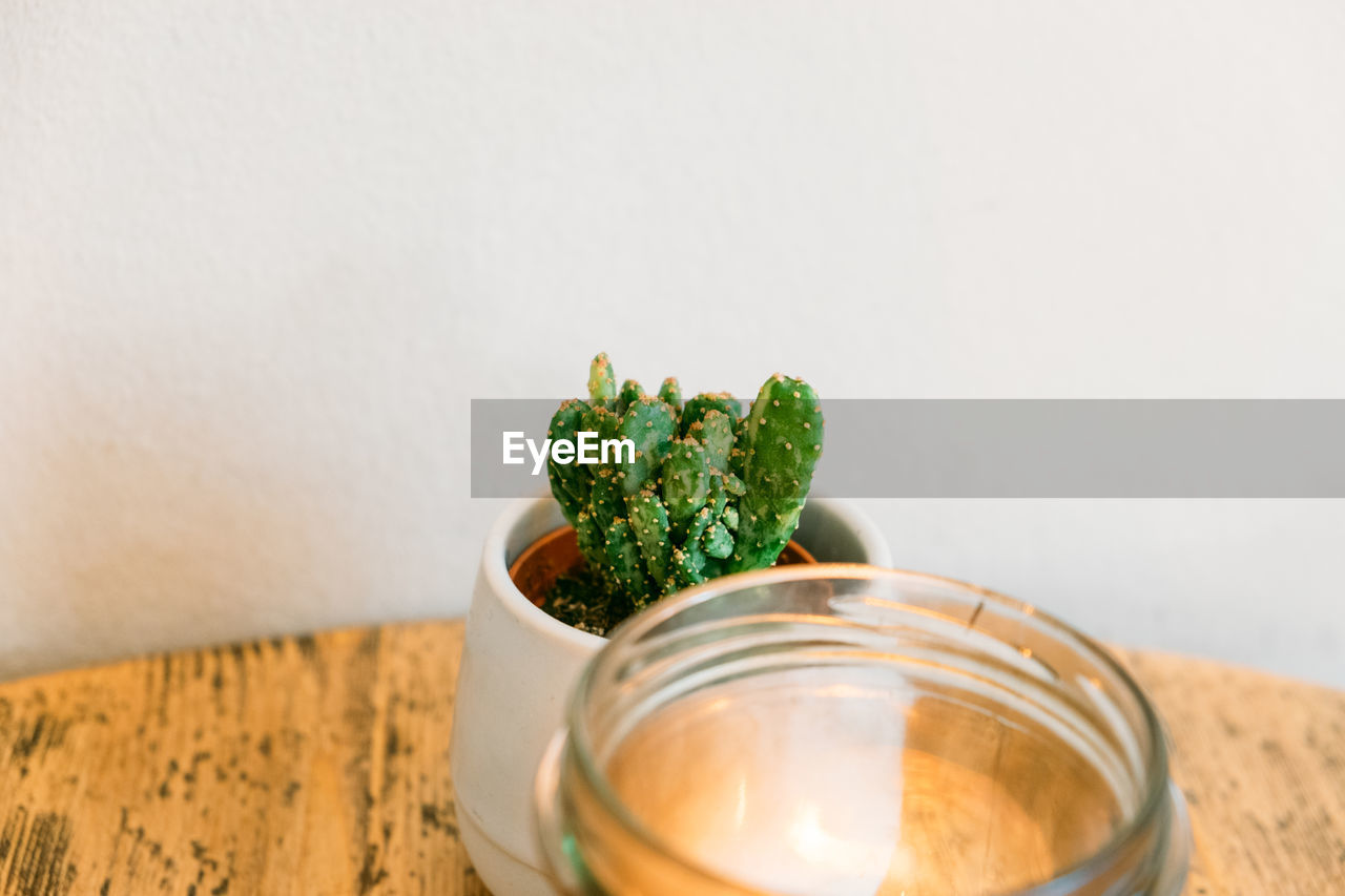 Close-up of succulent plant on table