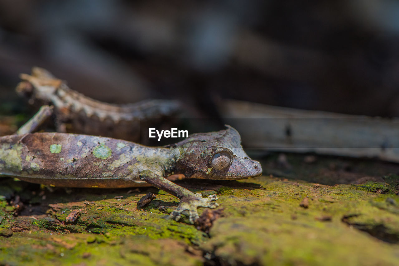 CLOSE-UP OF LIZARD ON WOOD