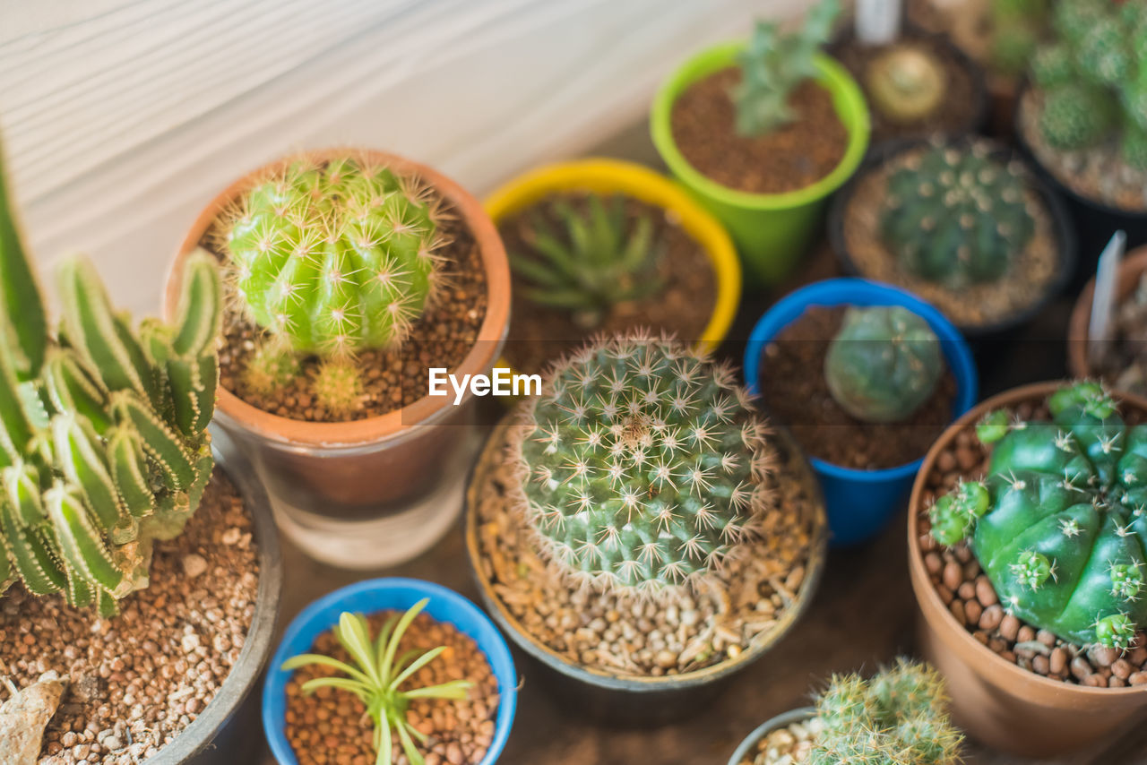 HIGH ANGLE VIEW OF SUCCULENT PLANTS IN POT