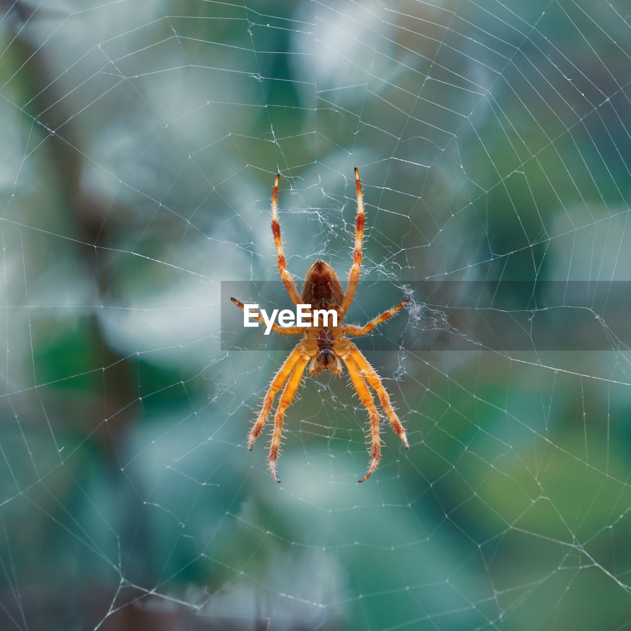 spider web, animal themes, fragility, animal, spider, arachnid, one animal, close-up, animal wildlife, wildlife, insect, focus on foreground, animal body part, argiope, no people, nature, animal leg, macro photography, day, beauty in nature, outdoors, spinning, macro, zoology, complexity, sign, communication, weaving, animals hunting, selective focus, web, limb, intricacy