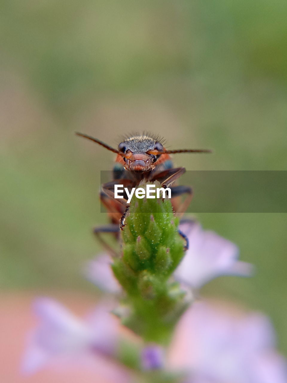 CLOSE-UP OF HOUSEFLY ON FLOWER