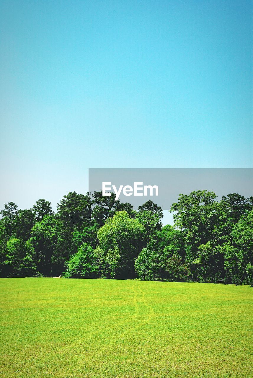 Trees on field against blue sky