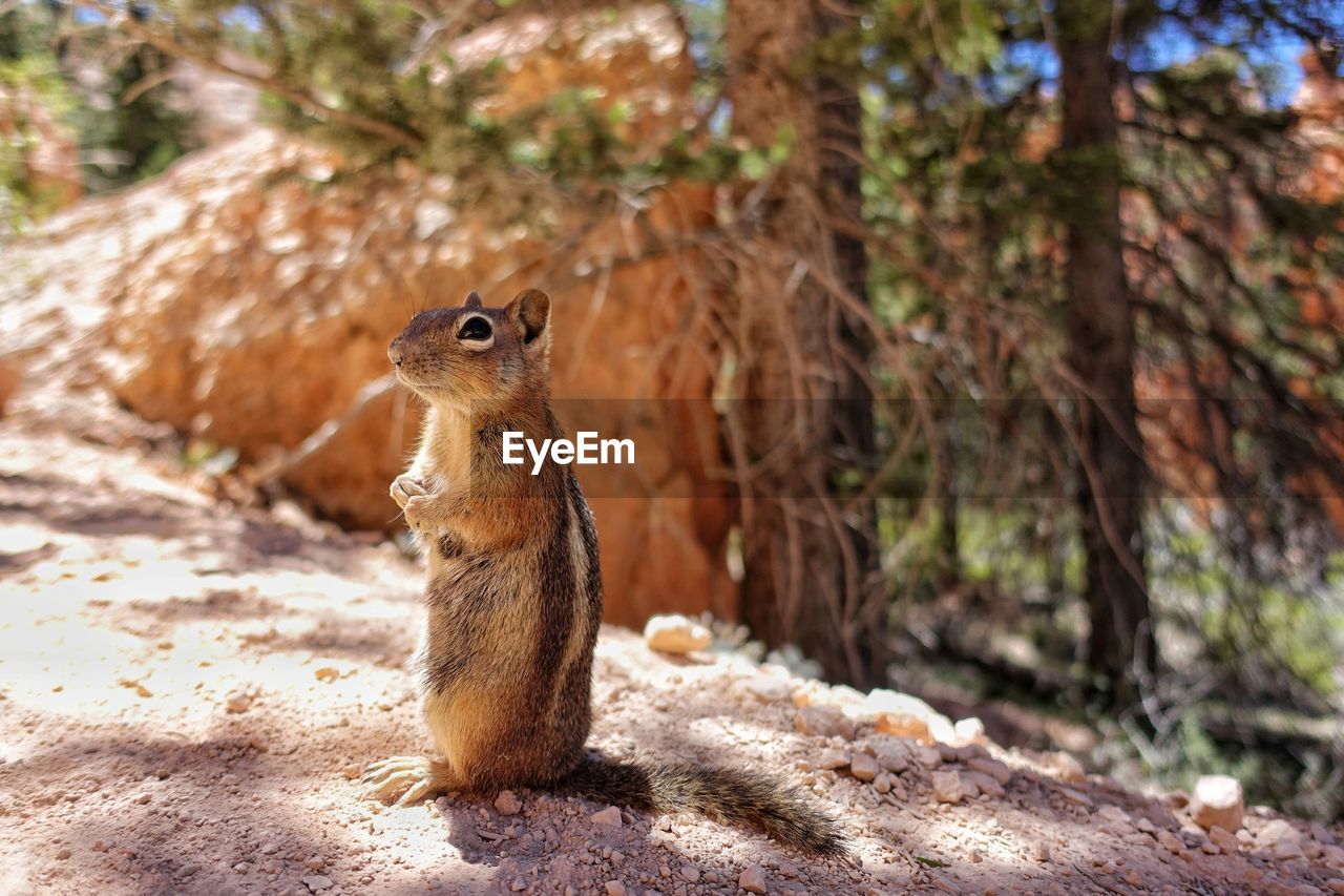 Chipmunk by tree