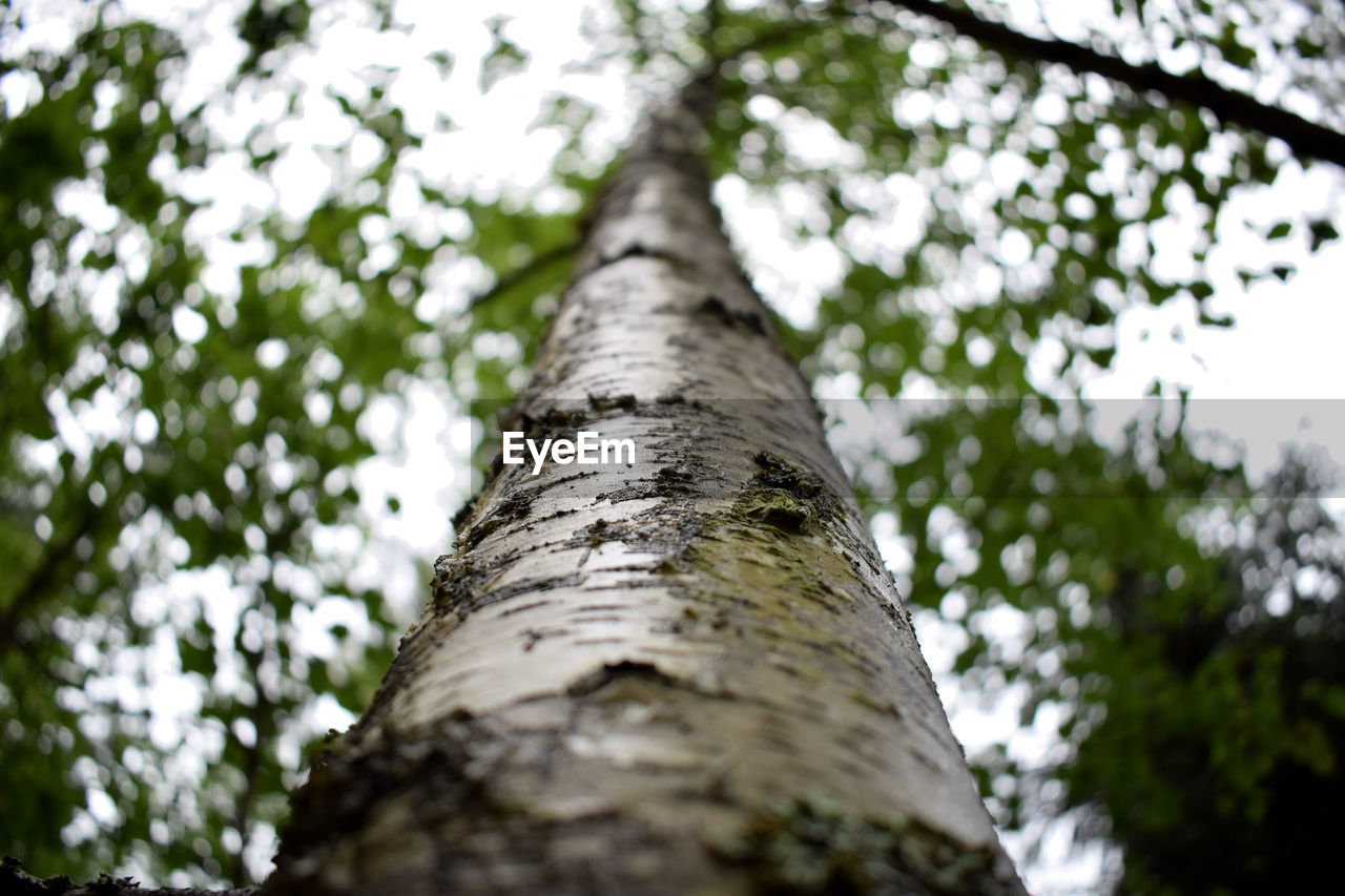 Low angle view of tree in forest