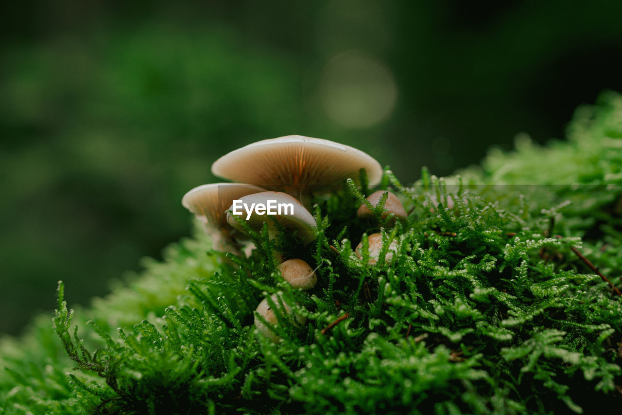 Close-up of mushroom growing on plant