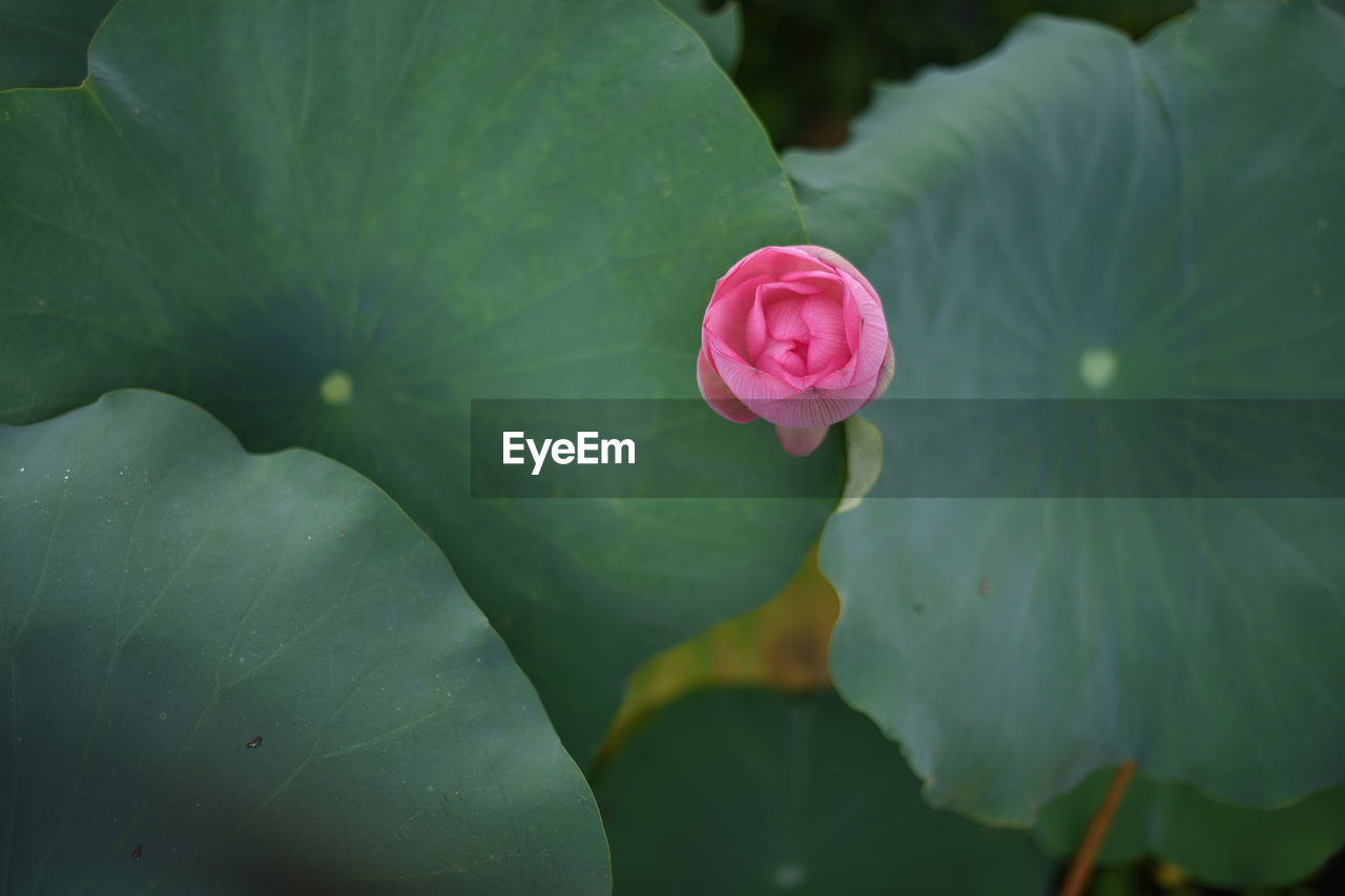 CLOSE-UP OF PINK ROSE AND LEAF