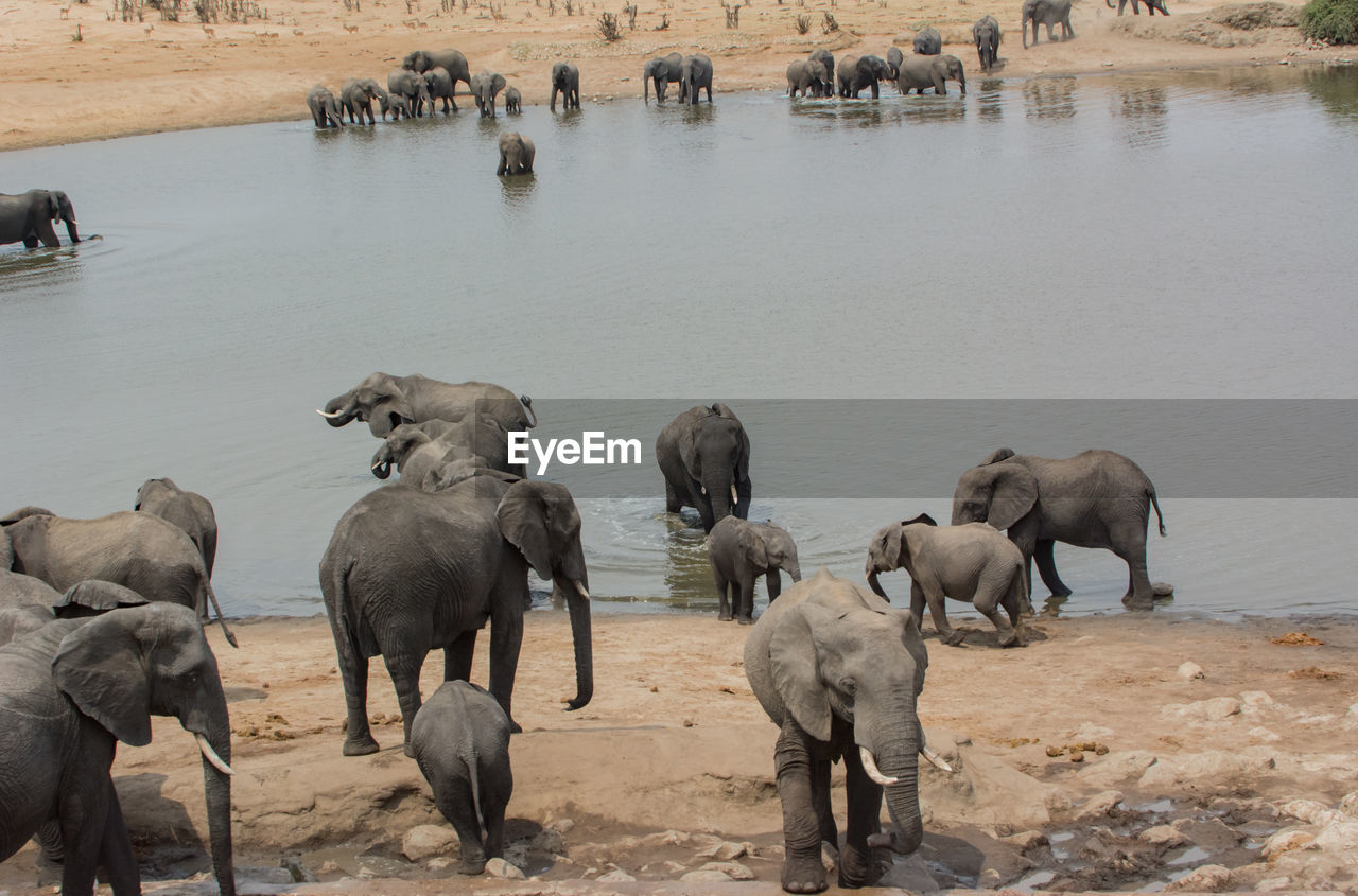 Elephants in the savanna of in zimbabwe, south africa