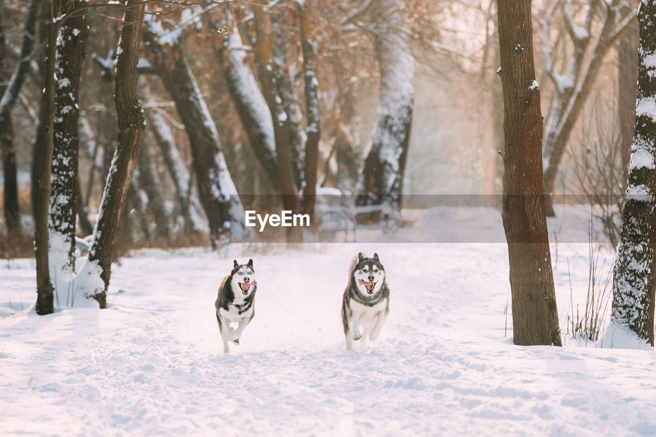 dogs on snow covered field