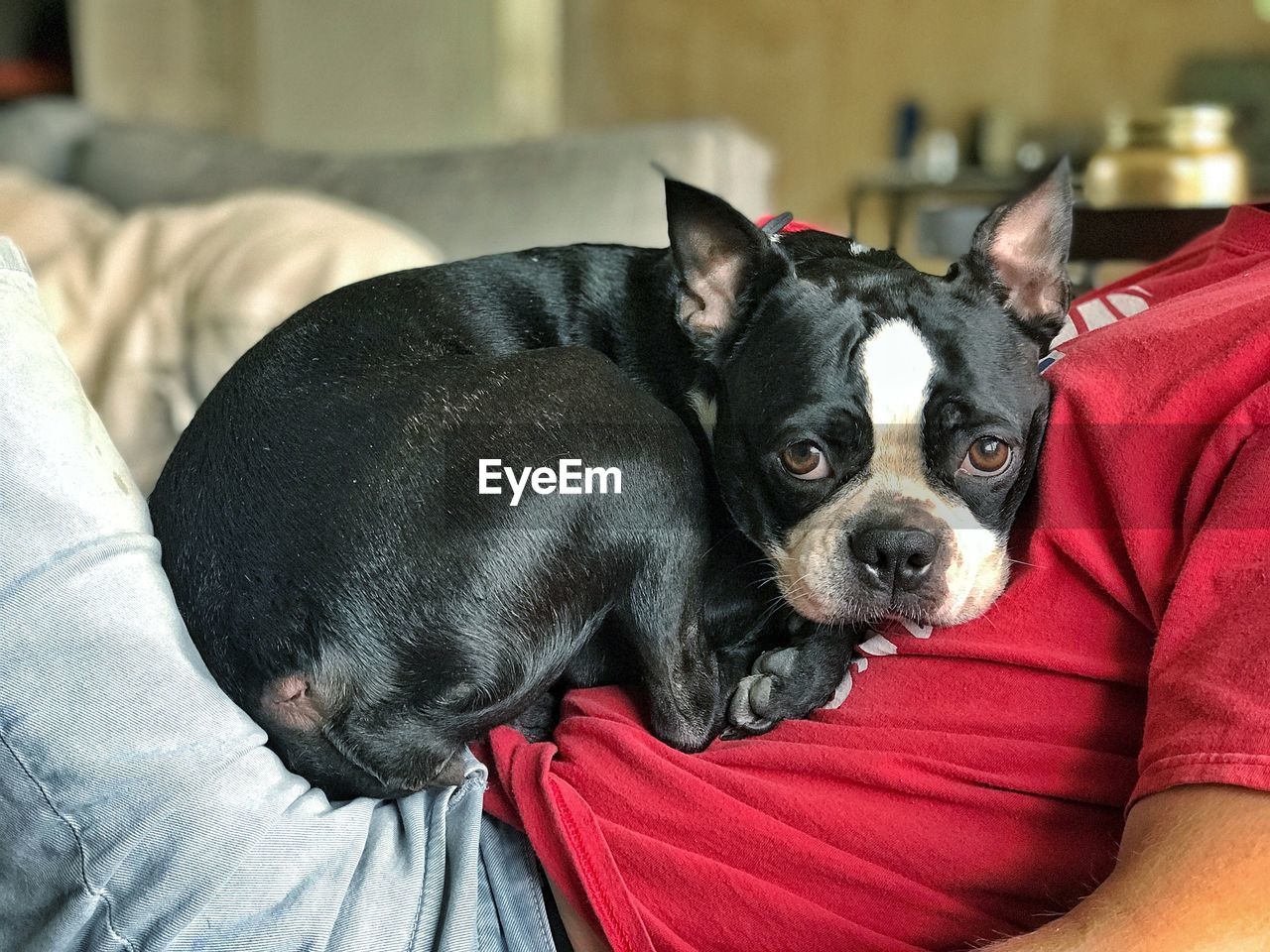 PORTRAIT OF A DOG RESTING ON SOFA AT HOME