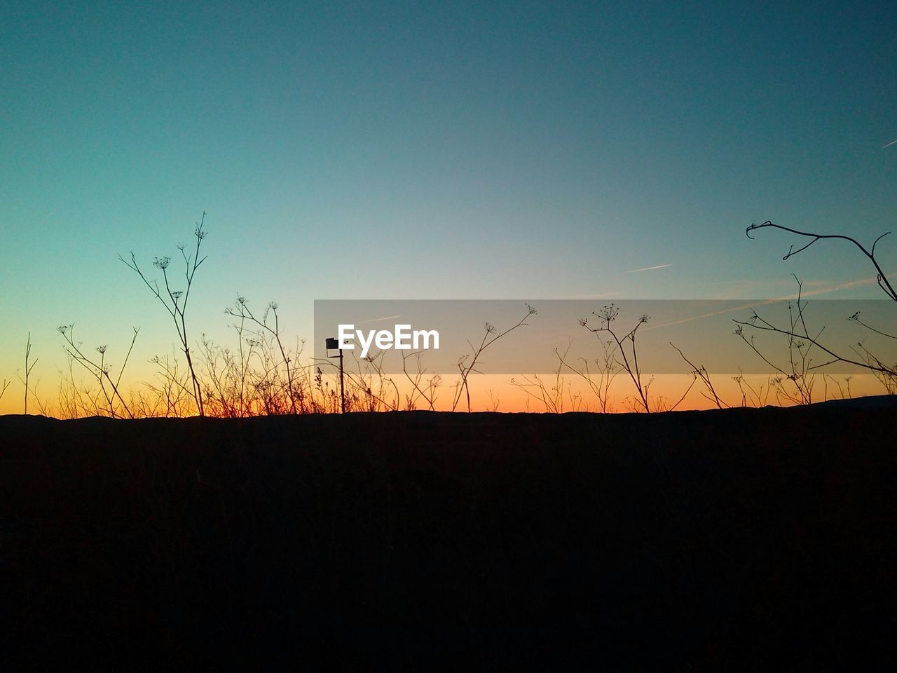 Close-up of wet silhouette grass against sky during sunset