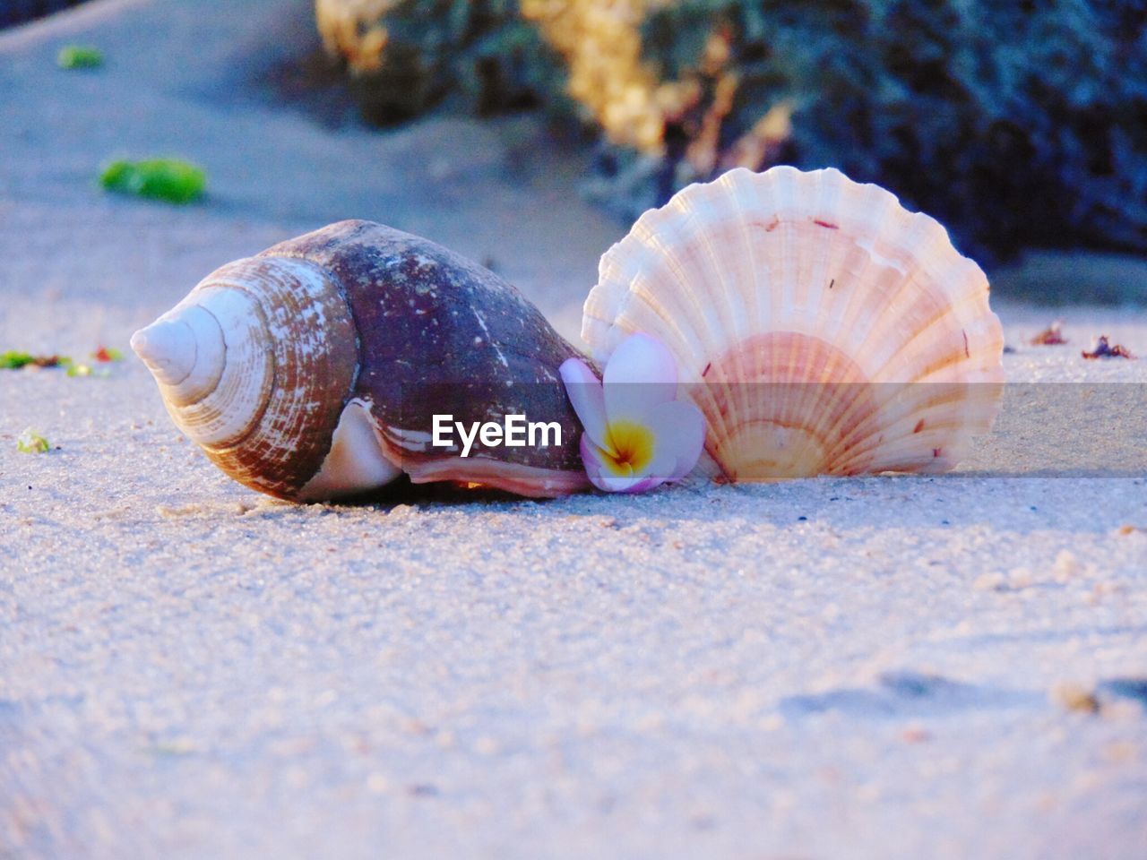 Surface level of seashells with frangipani at beach