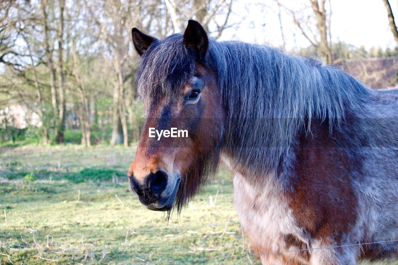 CLOSE-UP OF HORSE IN FIELD