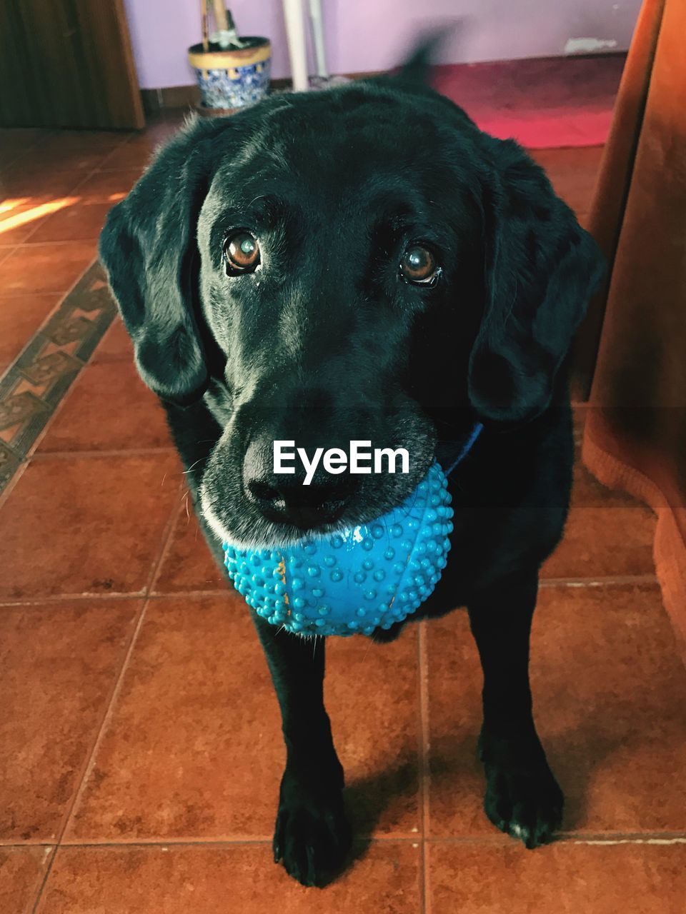 PORTRAIT OF BLACK LABRADOR