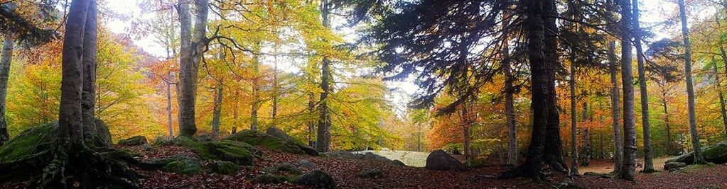 Trees in forest