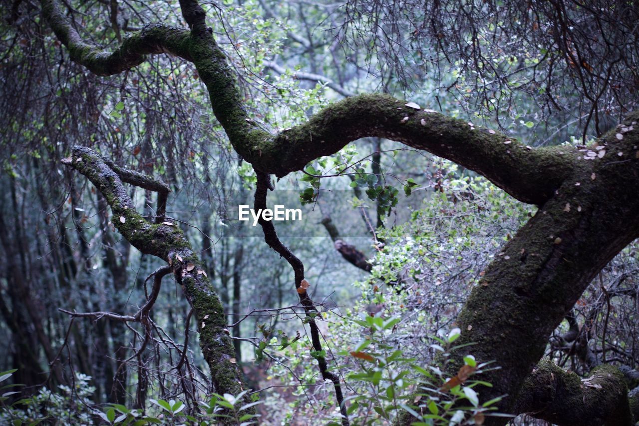 VIEW OF TREE TRUNK