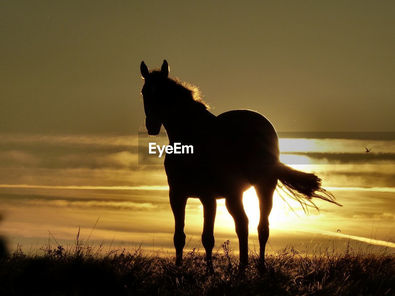 Silhouette horse standing on field against sky during sunset