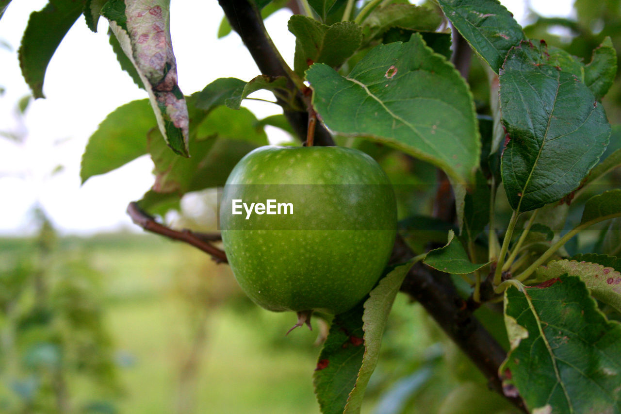 CLOSE-UP OF FRESH APPLE TREE