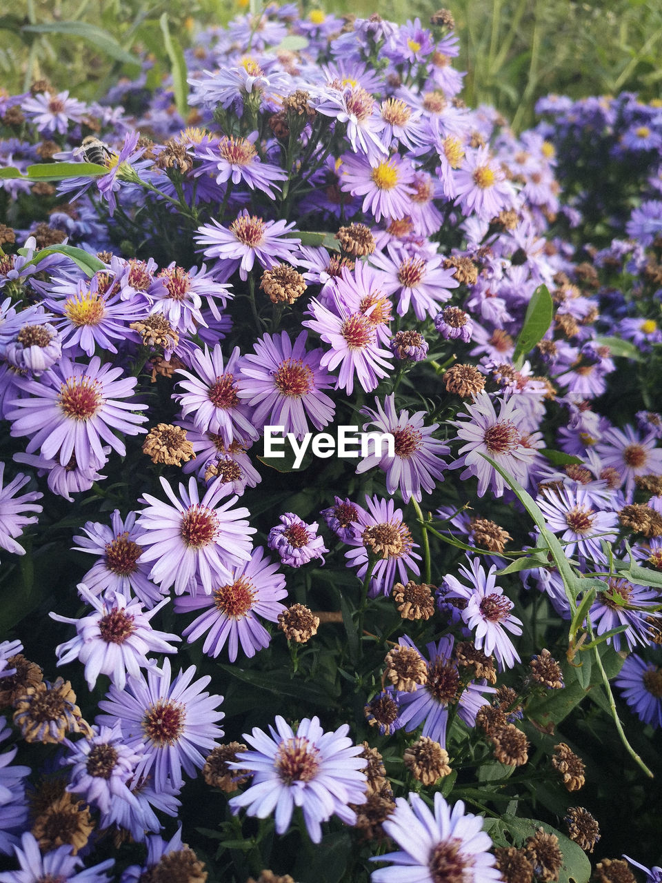 High angle view of purple flowering plant