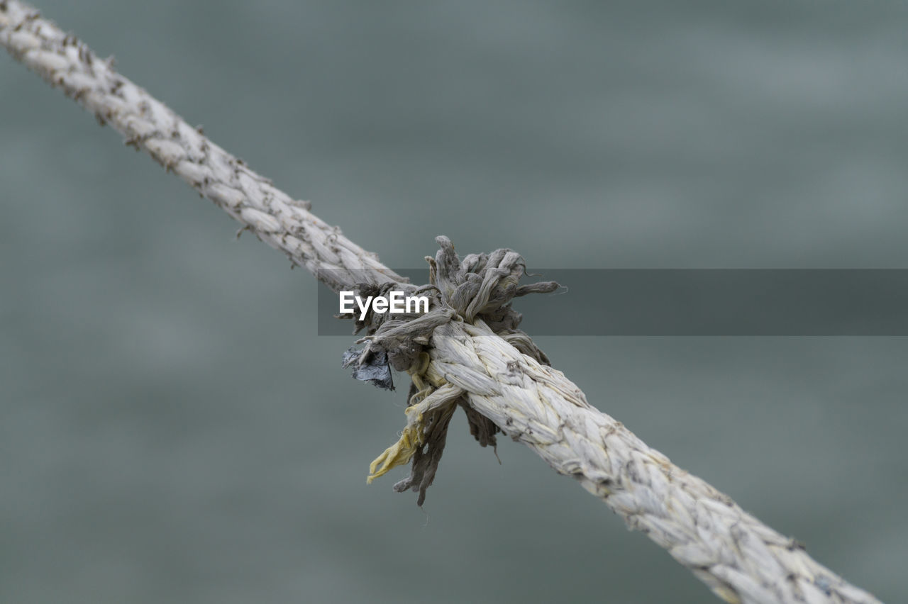 Close-up of plant stem