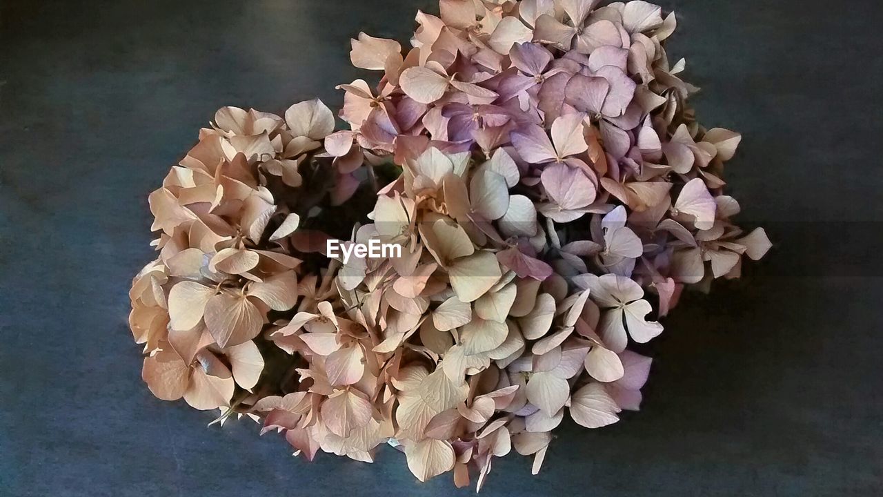 CLOSE-UP OF FLOWERS