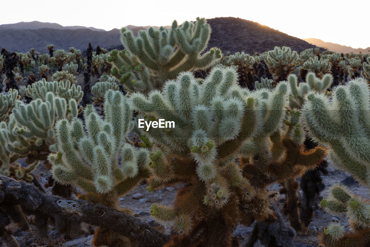 Cactus plant in desert against sky