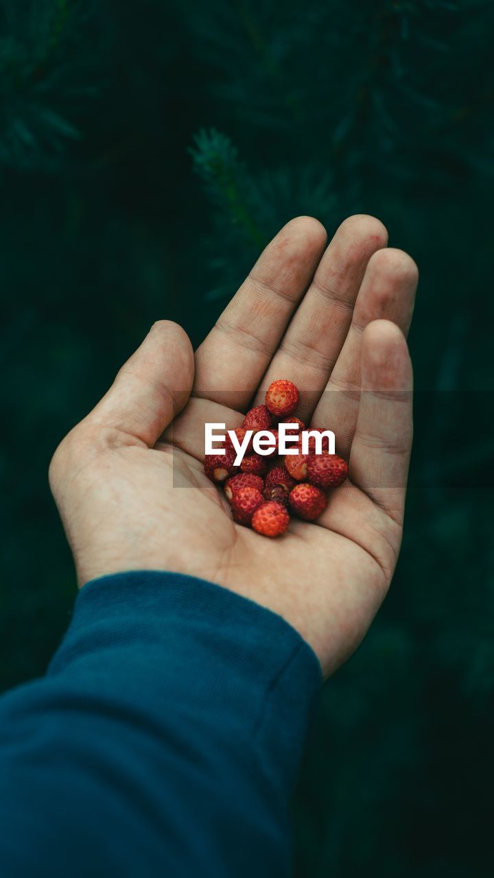 Cropped hand holding berries