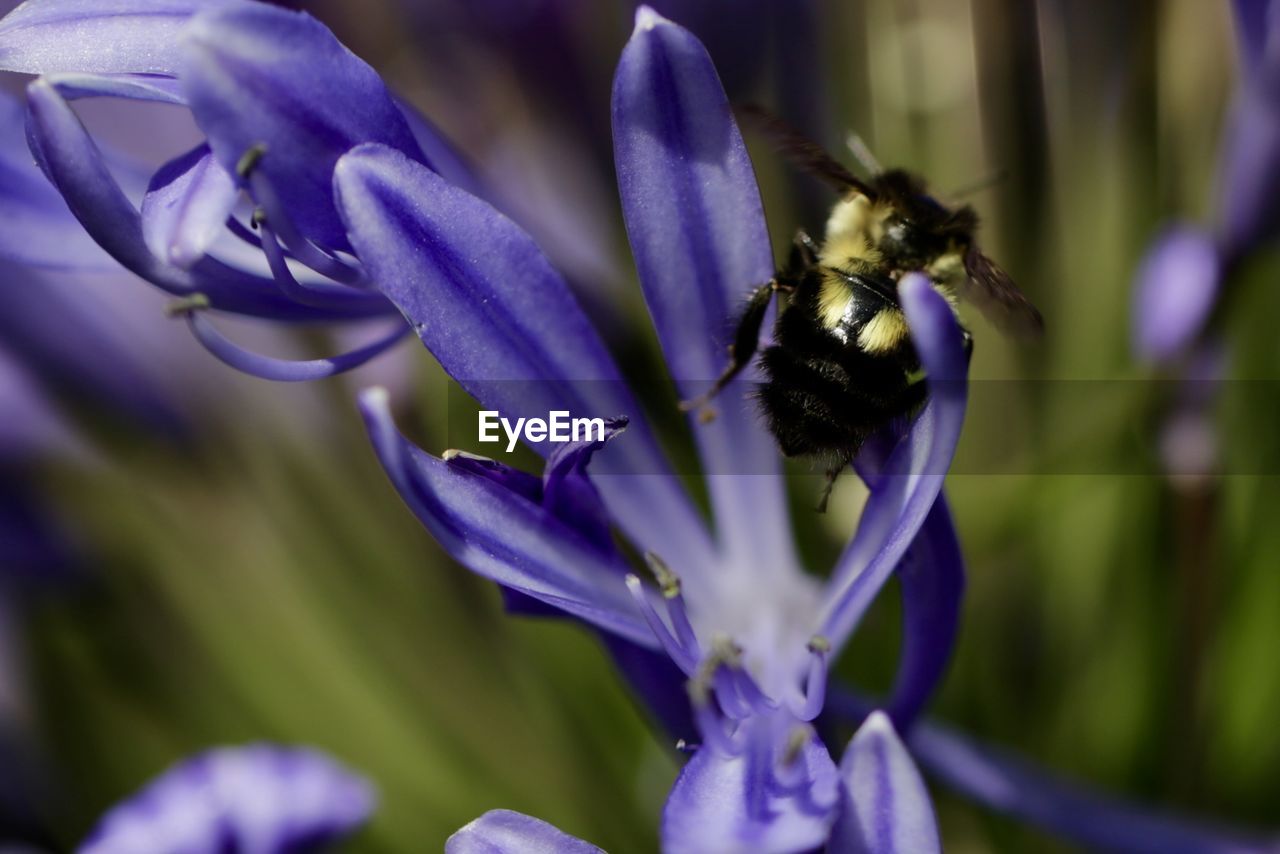 CLOSE-UP OF BEE POLLINATING ON PURPLE FLOWERING