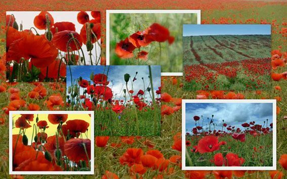 CLOSE-UP OF RED FLOWERS IN BLOOM