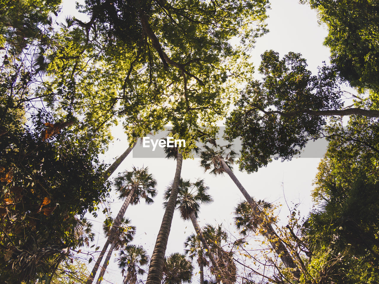 Low angle view of trees against sky