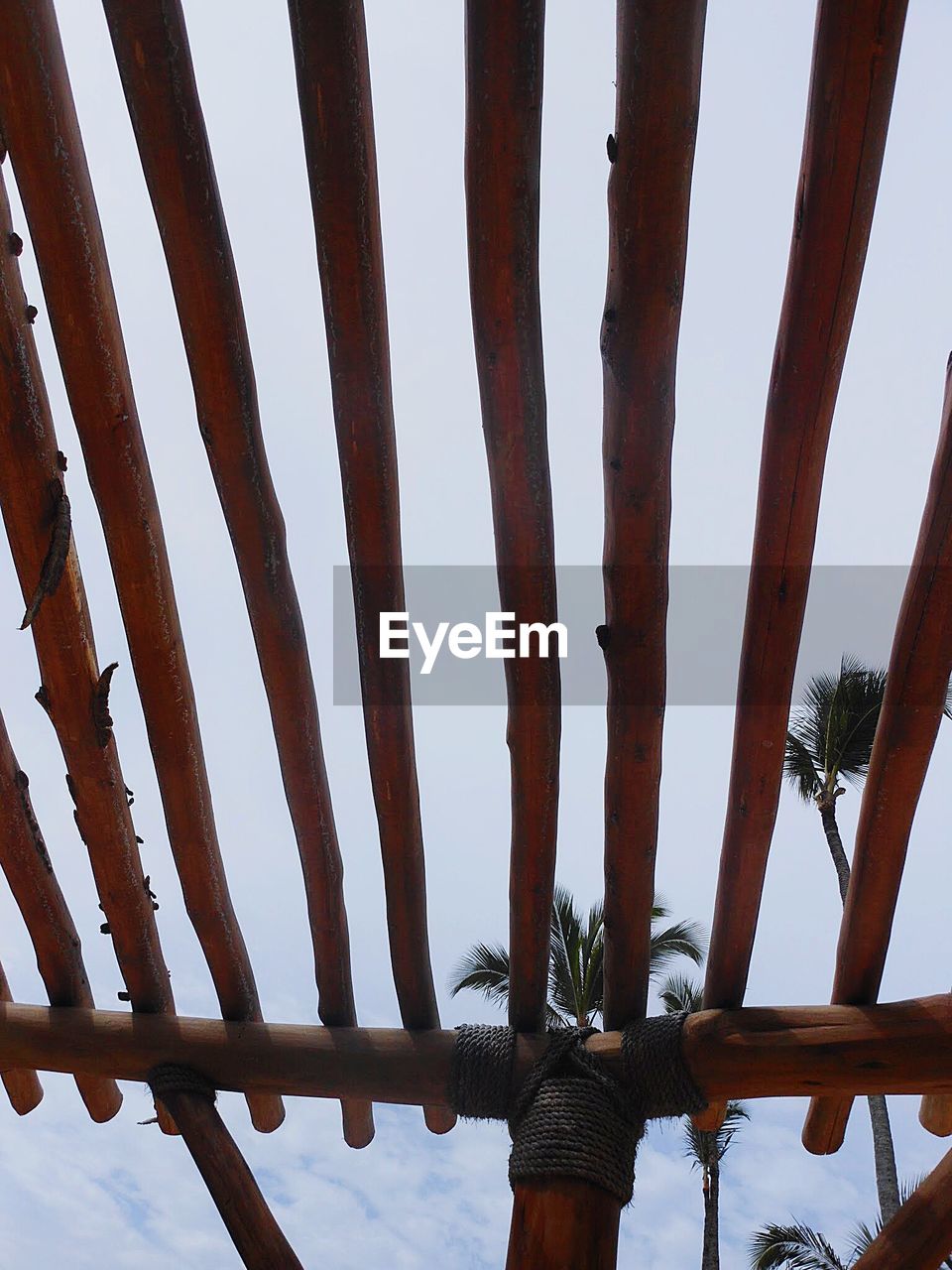 LOW ANGLE VIEW OF FRESH CACTUS AGAINST SKY