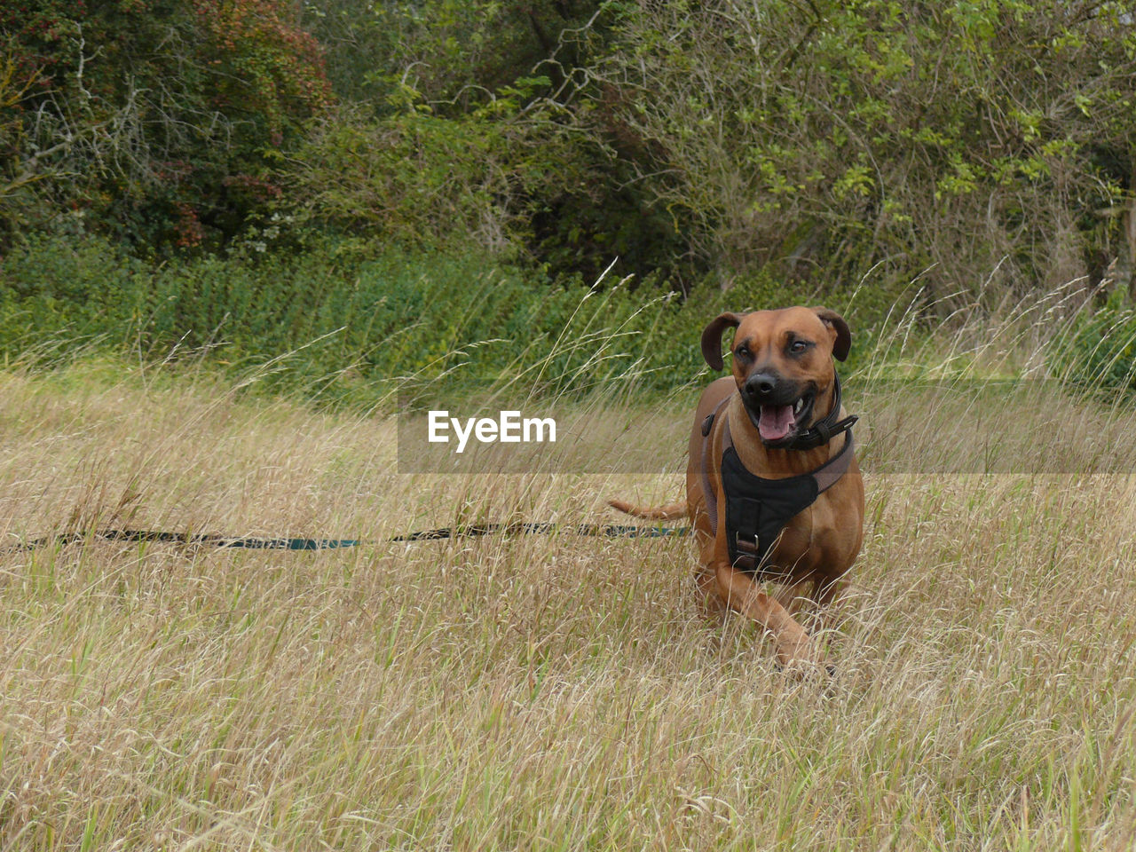 Dog running on grassy field