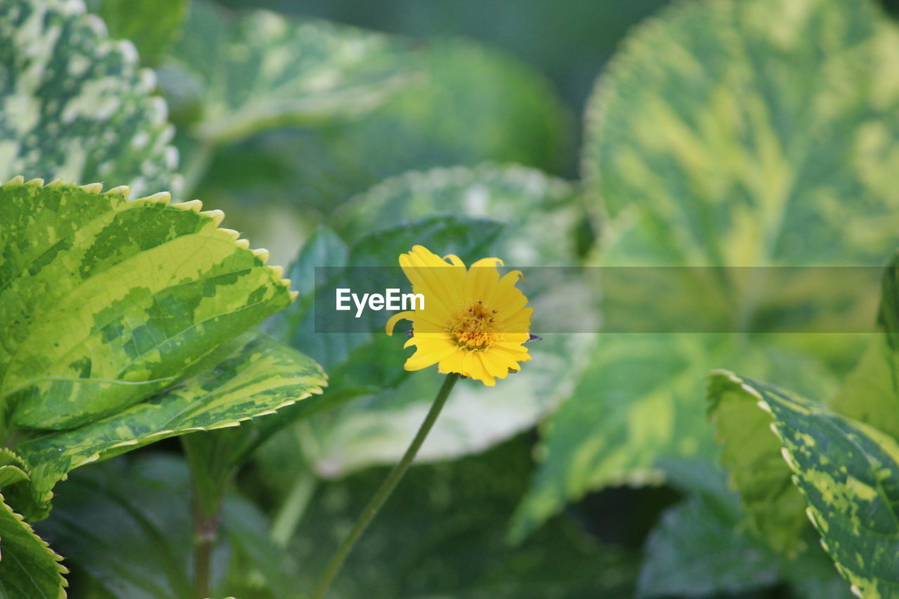 Close-up of yellow flowering plant