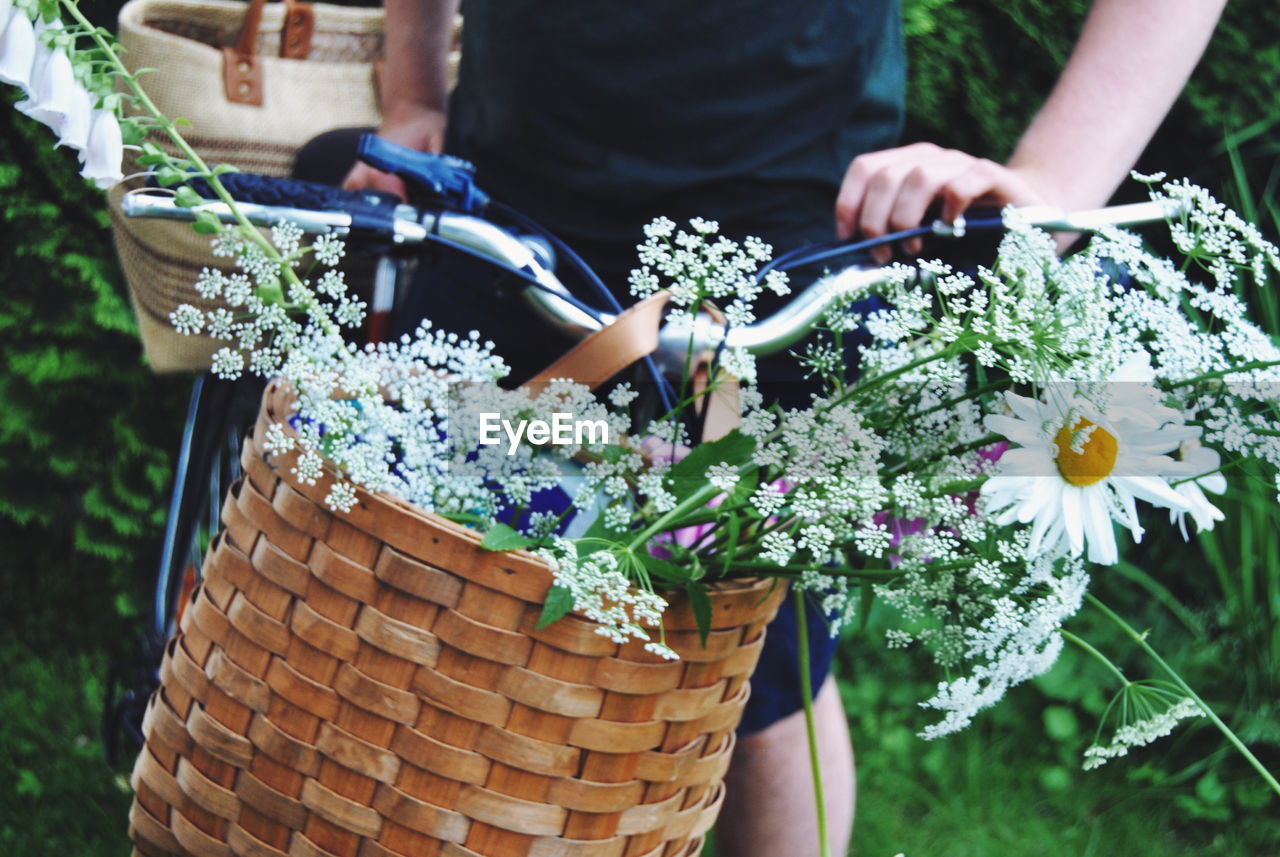 Close-up of white flowers in wicker basket on bicycle